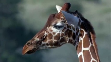 Three Cheetahs Vs Ostrich _ Life _ BBC Earth