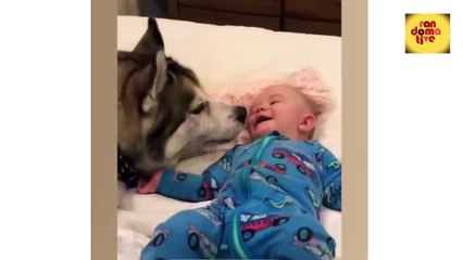 Animals Fun Time | Funny Animals Videos | Pets Hilarious Compilation | Animals Funny Moments |
