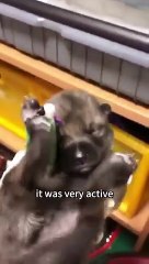 A men found a dying puppy  in the snowy Dog Rescue