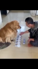 You will be amazed by the intelligence of dog
