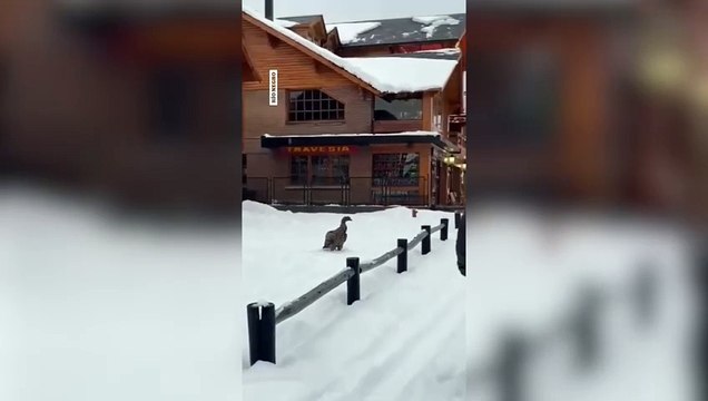 Un cóndor juvenil sosprendió a los turistas en el cerro Catedral