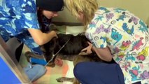 Rescued dog Atticus making a remarkable recovery as vets warn of increasing animal neglect