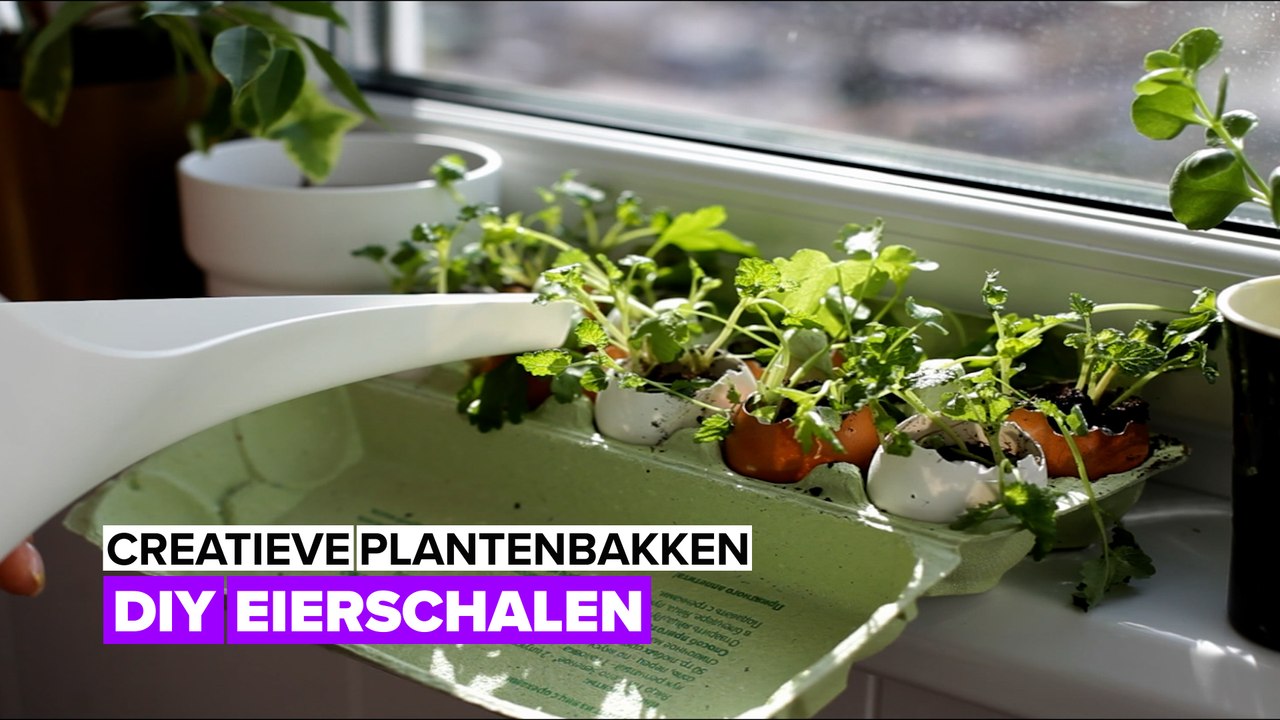 Creatieve plantenbakken: DIY eierschalen