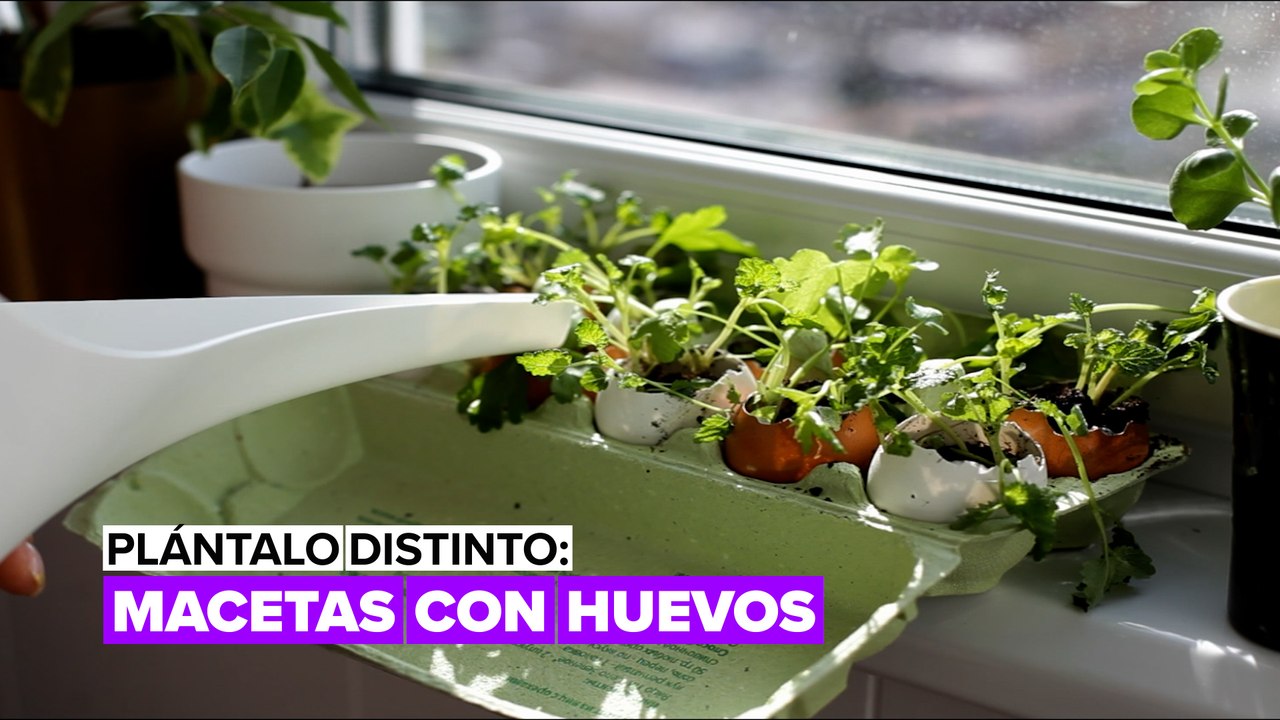 Plántalo distinto: macetas con huevos