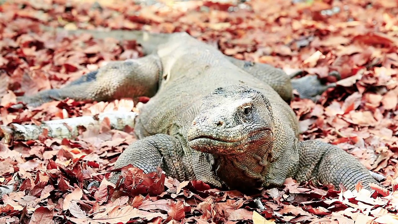 KOMODO