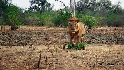 Predators (2022) Saison 1 -  (EN)