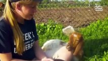 Funniest Farm Animals