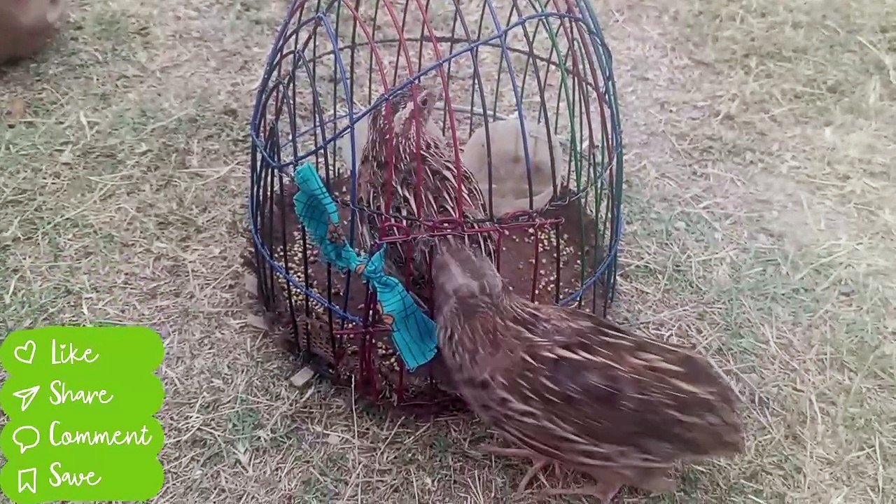 Beautiful quail