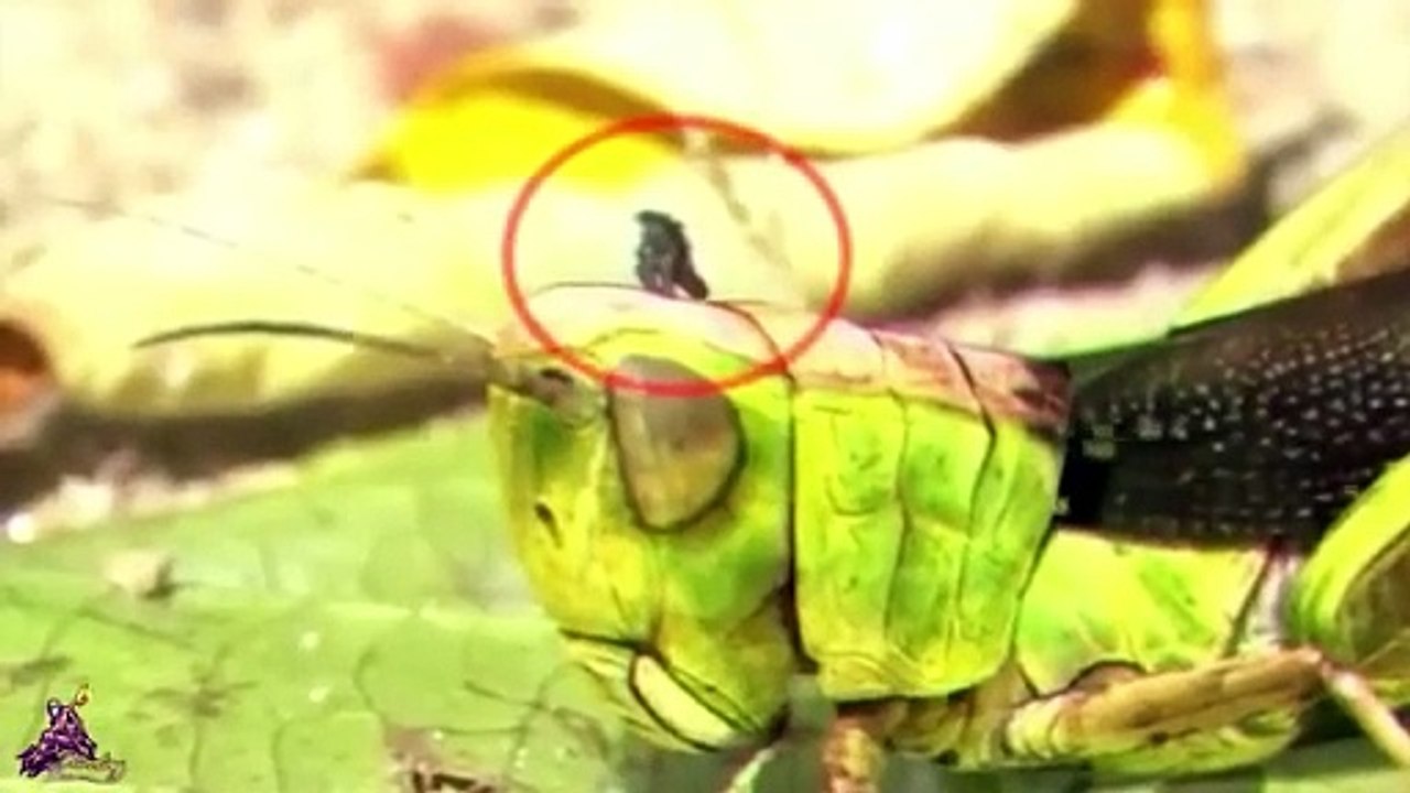 Awesome Godzilla and Monster Scenes by Dazzling Divine