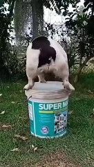 Funny animals 2023 - Funniest Cats and Dogs Video211 #shorts
