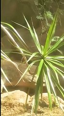 Bioparco di Roma: ecco il primo incontro fra Indah e Richard, la nuova coppia di draghi di Komodo