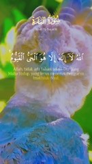 tha Hollyquran and bird vedio