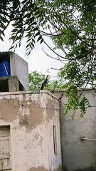 Explore Pakistan | Tharparkar beauty