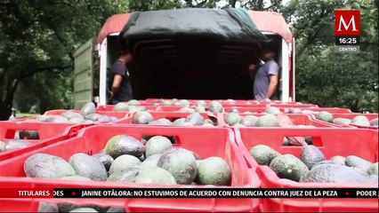 Restablecen exportaciones de aguacate de Michoacán a Estados Unidos