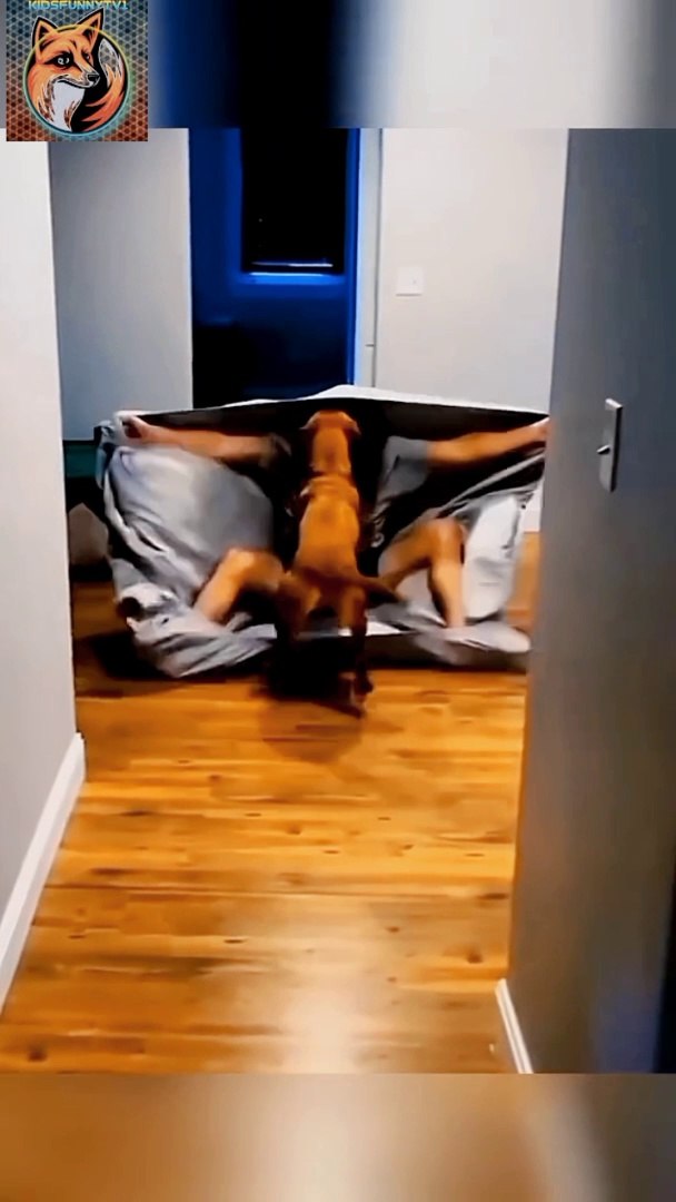 Dog Scared| Funny Dog 2024|