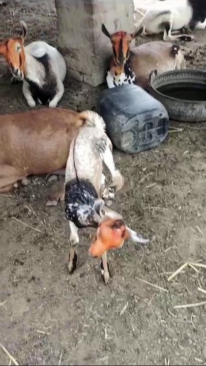 Bakra Larry Bado Badi