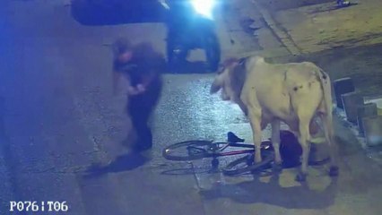 페루 도로에 황소 출현...사람·차량 향해 돌진 / YTN