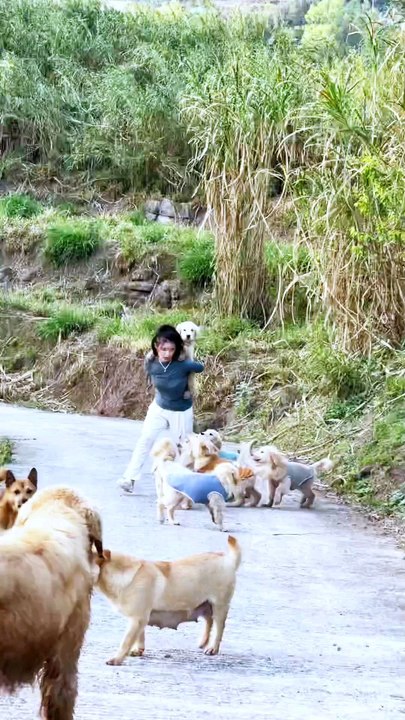 Funniest Animals | Best Of The 2024 Funny Animal Videos | Lovely dogs | Beautiful cute Dogs