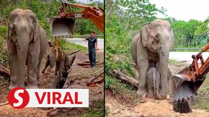 Heartwarming baby elephant rescue in Kelantan
