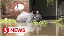 Several animals drown due to flooding in Assam state's Kaziranga National Park