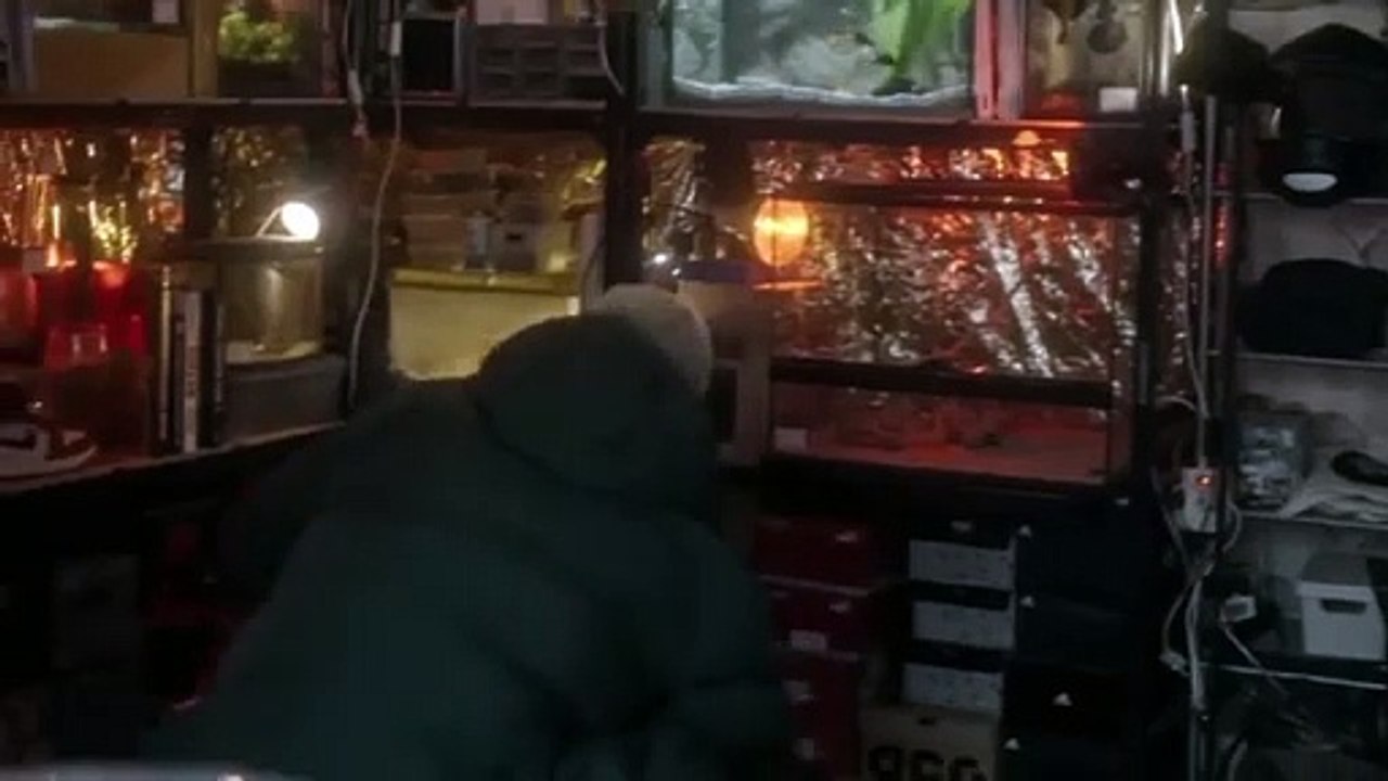 Infested (2023) Movie Explained in Hindi/Urdu | Infested Deadly Spiders Summarized