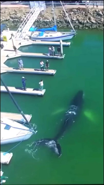 Incredible Footage of a Baby Humpback Whale Swimming in Marina - shorts - marinelife - viral whale