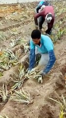 Smart Working, Not Hard #shorts #viral