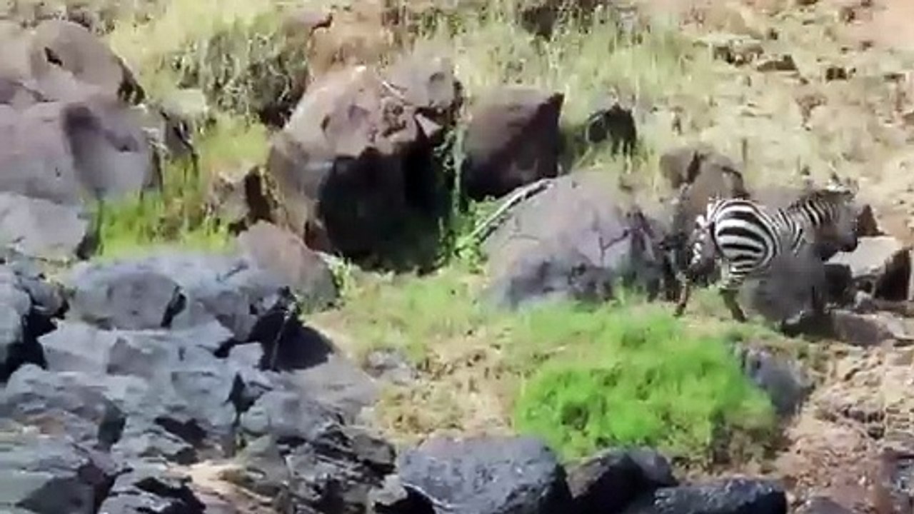 Crocodiles Bite The Face Off Zebra While Crossing Mara River on a Safari in Kenya