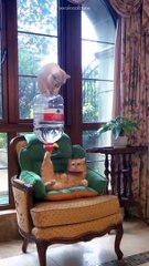 My Talented Tom| Funny Cat 2024|