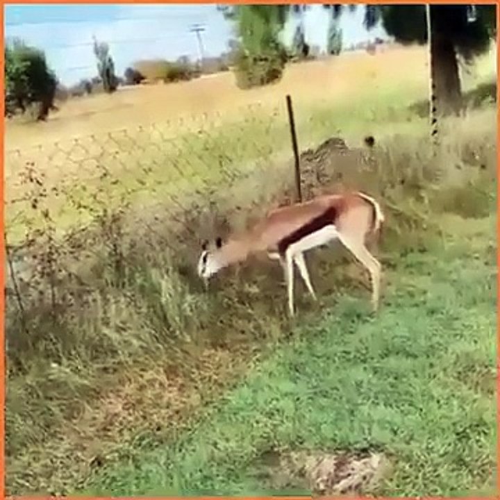 Tiger deer