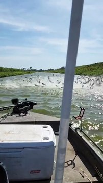 Fishes dancing in the water.