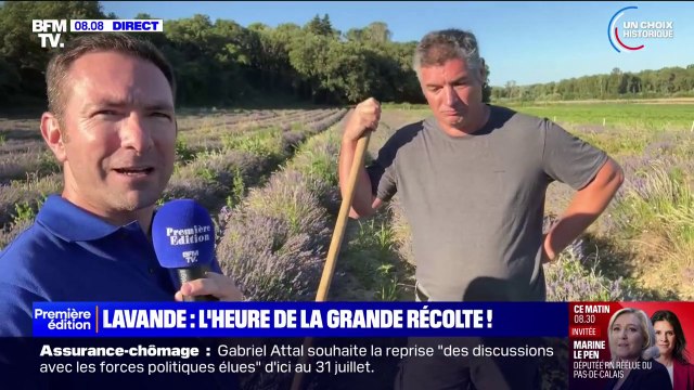 Drôme: la récolte de la lavande débute avec un peu de retard