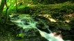 3M TV Stream water flow green, deep, forest, spring, sleep, Relax, chill, nature, Wild Ocean Sounds