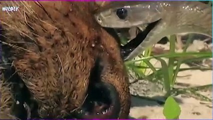 10 Times Lions Messed With The WRONG Animal #2
