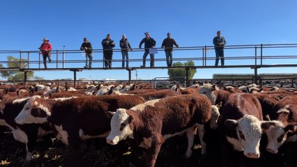 Roe Creek cattle sale | Stock Journal