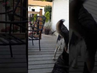 Husky Cross Runs Away with Man's Hammer