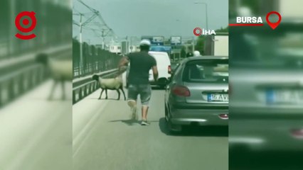 Bursa'da firar eden koyun, trafiği alt üst etti