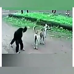 Funny Video For Monky And Dog
