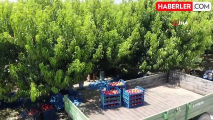 Meşhur Bursa şeftalisinde 14 bin ton rekolte bekleniyor