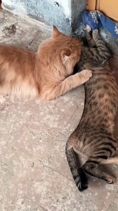 Cat attacks like lion