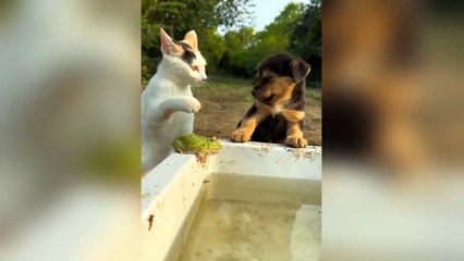 Cute cat funny videos 2024  Pets funny  _funniest animals compilation 2023