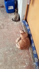 Cats style of sleeping