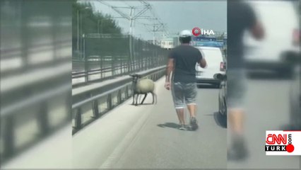 Bursa'da firar eden koyun trafiği alt üst etti