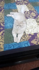 Cat enjoys room environment