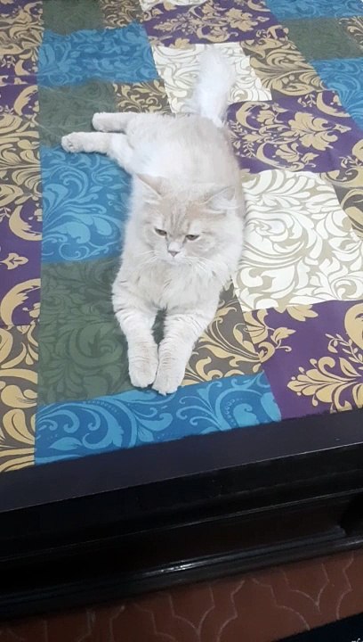 Cat enjoys room environment