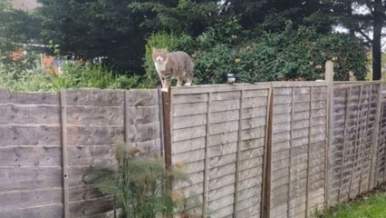 Magpie's attempt to be friends with a cat is declined