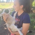 Woman Kisses and Cuddles with Baby Goat