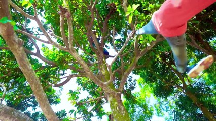 Shaktiman And Monkey Special Trending Funny Comedy Video 2024Amazing Comedy Video 2024 Episode 272(1080P_HD)