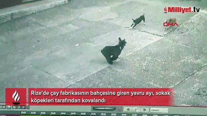 Çay fabrikasının bahçesine giren yavru ayı kamerada