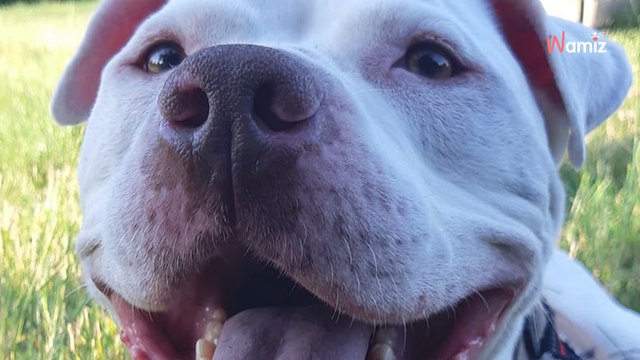 Issu d'un sauvetage, ce chien au passé trouble aimerait trouver des humains qui comprennent sa sensibilité